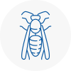 Cleethorpes Wasp Nest Removal